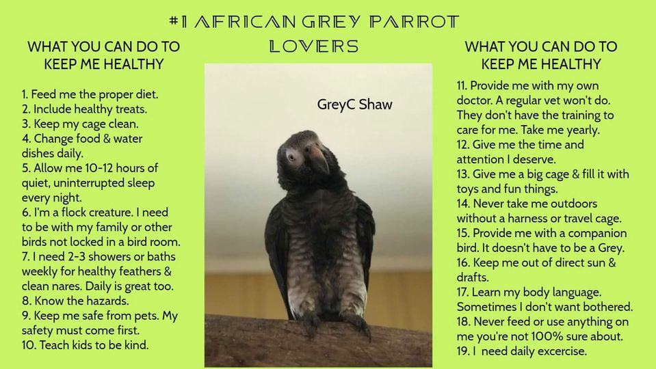 Cost of African Gray Parrots for Sale