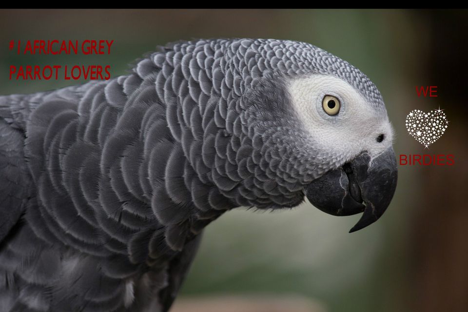 African Grey Parrot