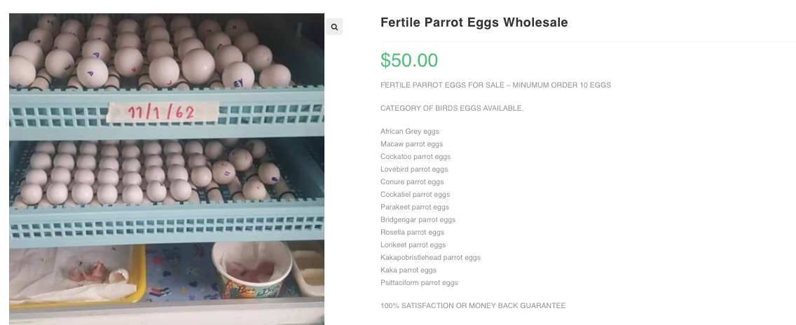 Buy Fertile Cockatoo Eggs Online