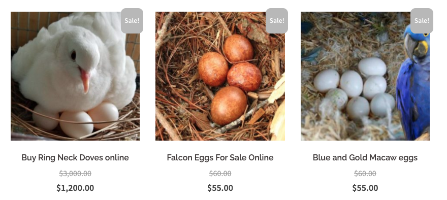 Fertile Parrot Eggs Available