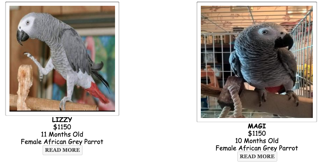 Buy African Grey Parrots Online